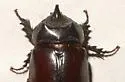 Strategus aloeus