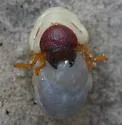 Strategus antaeus