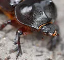 Strategus antaeus - photo 2
