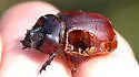 Strategus antaeus - photo 3