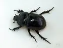 Strategus antaeus - photo 4