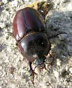 Strategus splendens