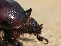 Strategus splendens - photo 2