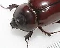 Strategus splendens - photo 4