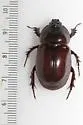 Strategus splendens - photo 5
