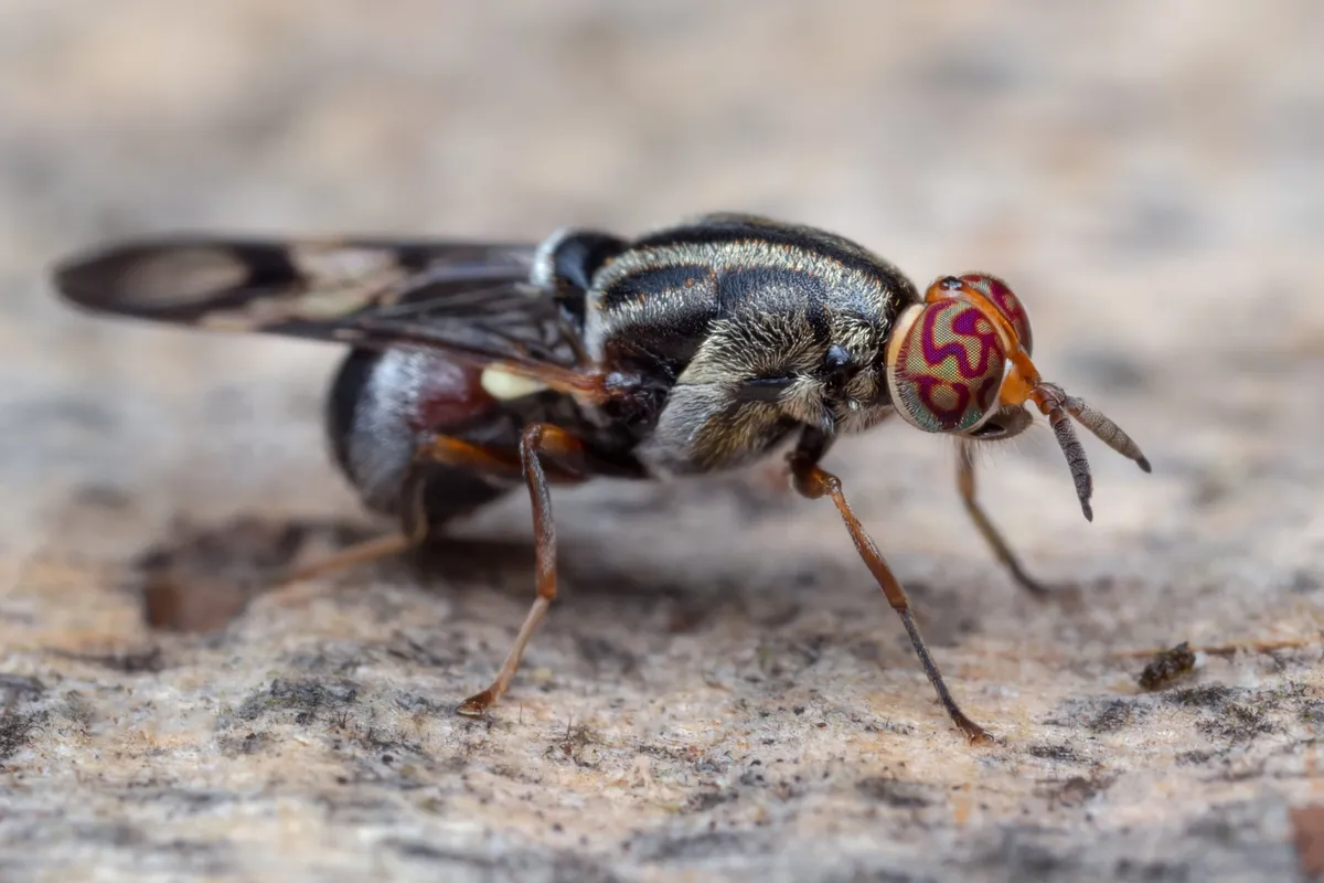 Soldier flies - photo 2