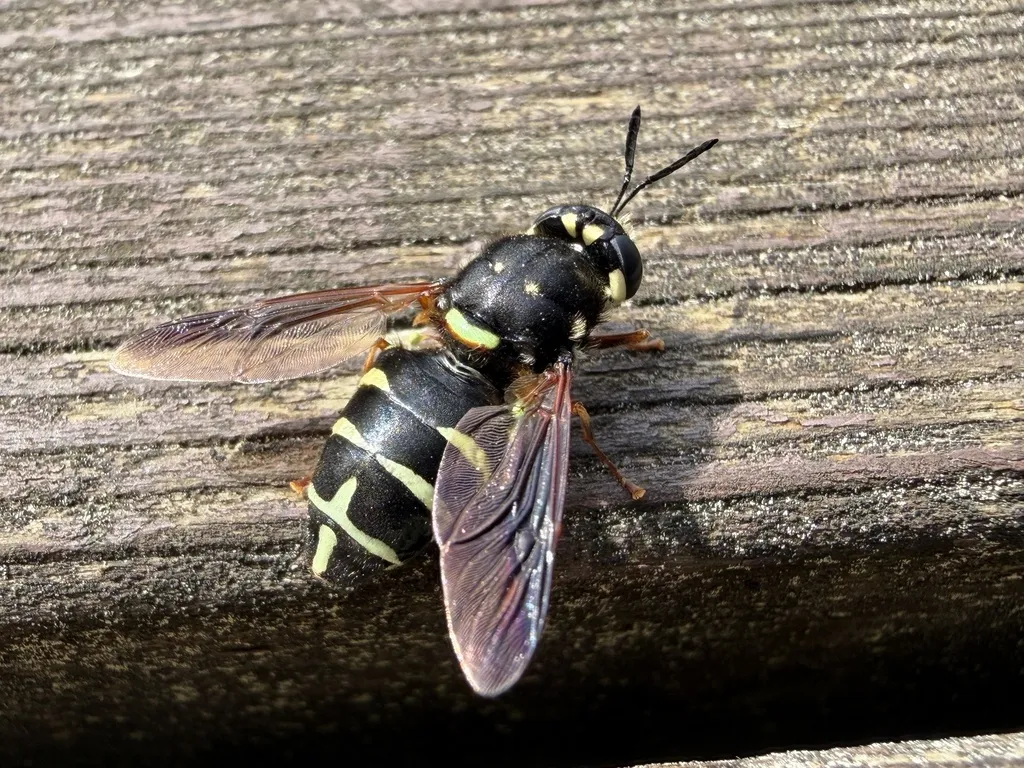 Stratiomys badia - photo 2