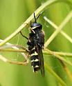 Stratiomys barbata