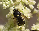 Stratiomys barbata - photo 2
