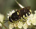 Stratiomys barbata - photo 3