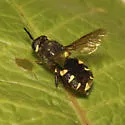 Stratiomys barbata - photo 4