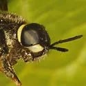 Stratiomys barbata - photo 5