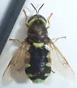 Stratiomys bruneri