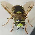 Stratiomys bruneri - photo 2