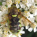 Stratiomys bruneri - photo 4