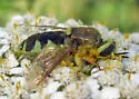 Stratiomys bruneri - photo 5