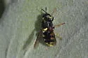 Stratiomys currani