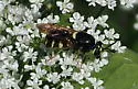Stratiomys currani - photo 2