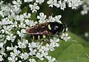 Stratiomys currani - photo 4