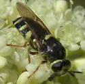 Stratiomys laticeps