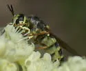 Stratiomys laticeps - photo 2