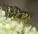 Stratiomys laticeps - photo 3