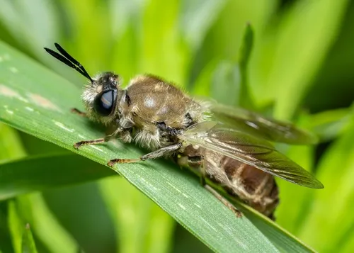 Long-horned General