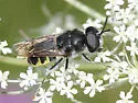 Stratiomys meigenii
