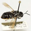 Stratiomys meigenii - photo 2