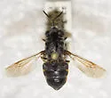 Stratiomys meigenii - photo 3