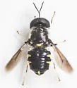 Stratiomys meigenii - photo 4