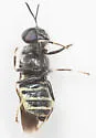 Stratiomys meigenii - photo 5