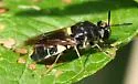 Stratiomys norma - Stratiomys norma