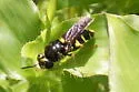 Stratiomys norma - photo 2