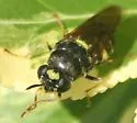 Stratiomys norma - photo 3