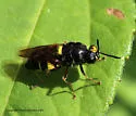 Stratiomys norma - photo 4