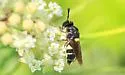 Stratiomys norma - photo 5