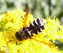 Stratiomys normula - Stratiomys normula