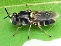 Stratiomys normula - photo 2