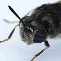 Stratiomys normula - photo 3