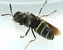 Stratiomys normula - photo 4