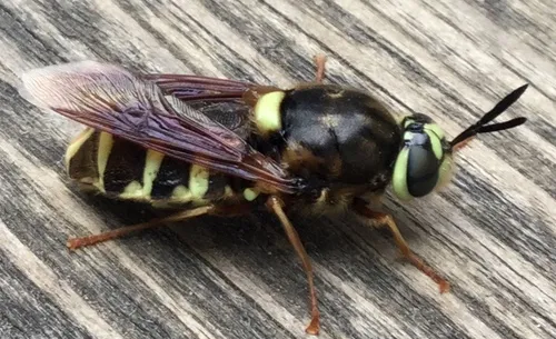 Stratiomys obesa