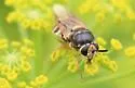 Stratiomys sp-near-obesa - photo 2