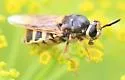 Stratiomys sp-near-obesa - photo 3