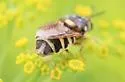 Stratiomys sp-near-obesa - photo 4