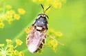 Stratiomys sp-near-obesa - photo 5