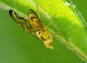 Strauzia arculata