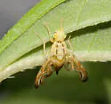 Strauzia arculata - photo 2