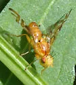 Strauzia intermedia