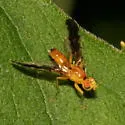 Strauzia noctipennis